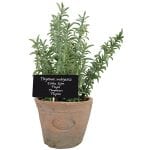 Artificial Herb Plant - Thyme - Large