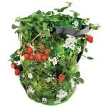 Strawberry Herb Planter