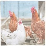 Chicken Napkins