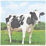Cow Napkins