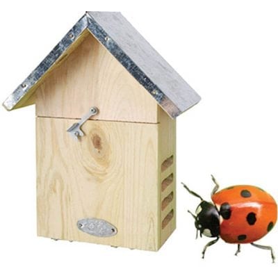 Ladybug House