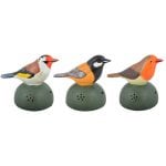 Welcome Birds Asst.