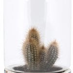 Portuguese Tile Cloche, Concrete/Glass
