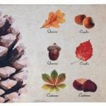 Leaf Species Doormat