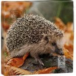 Pack of 20 Hedgehog Napkins