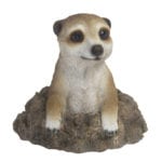 Emerging Meerkat, Resin