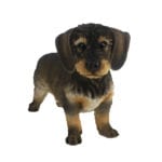 Dachshund Puppy, Resin