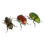 Beetle, Resin, 3 Asst. Styles