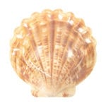 Set of 10 Shell Paper Plates