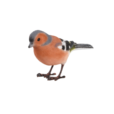 Common Chaffinch, Resin