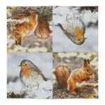 Pack of 20 Robin/Squirrel Napkins