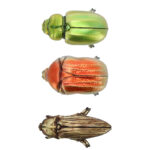 Beetle, Resin, 3 Asst. Styles - Small