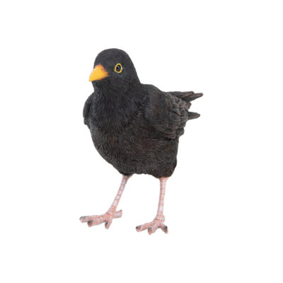 Common Blackbird, Resin