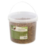Dried Mealworms